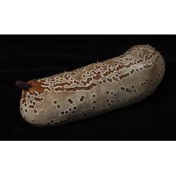 Our Wondrous Planet, Our Wild Family: Model - Leopardfish Sea Cucumber, <em>Bohadschia argus</em> (Jaeger, 1833)
