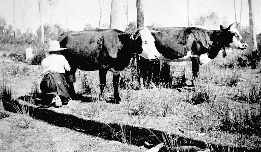 [Mrs Aldridge hand milking cows, Gippsland, about 1930.]