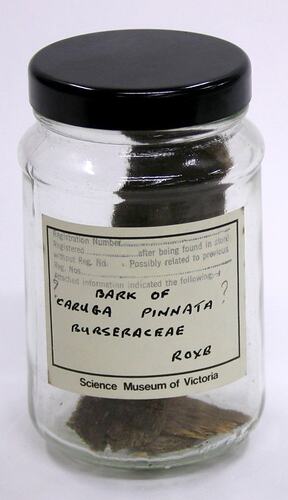Sample of tree bark in a glass jar with a paper label.