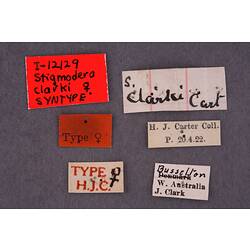 Entomology type specimen labels.