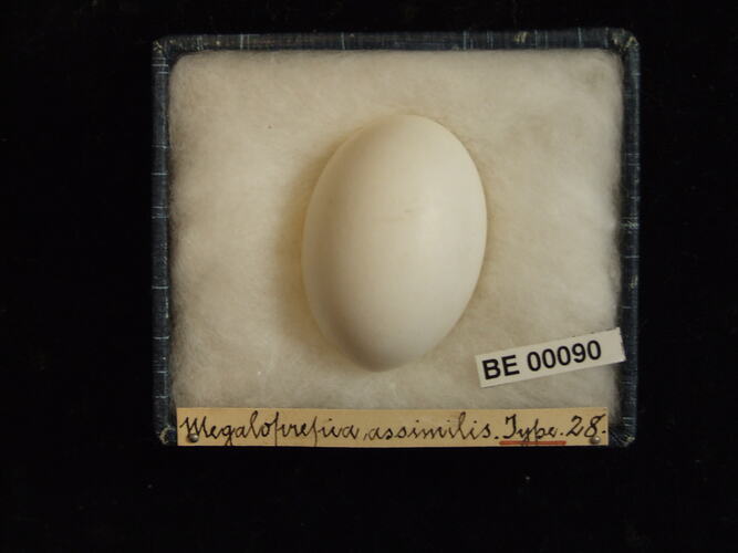 Bird egg with specimen labels in box.
