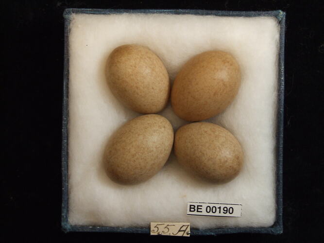 Four bird eggs with specimen labels in box.