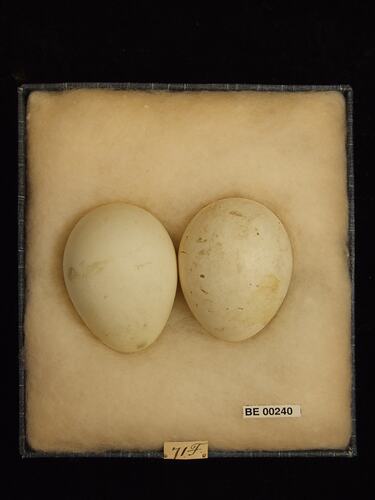 Two bird eggs with specimen labels in box.