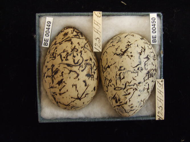 Two bird eggs with specimen labels in box.