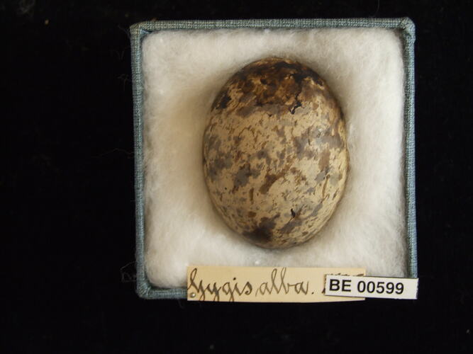 Bird egg with specimen labels in box.