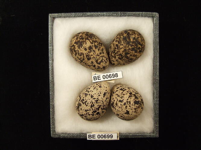 Four bird eggs with specimen labels in box.