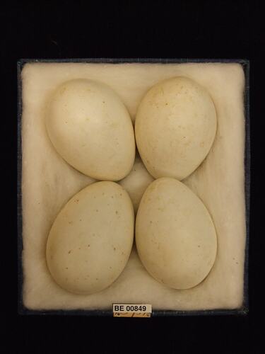 Four bird eggs with specimen labels in box.