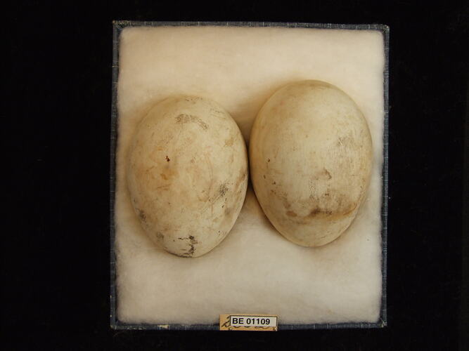 Two bird eggs with specimen labels in box.