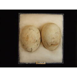 <em>Icthyophaga leucogaster</em>