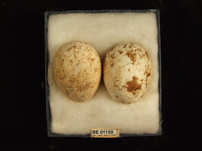 Two bird eggs with specimen labels in box.