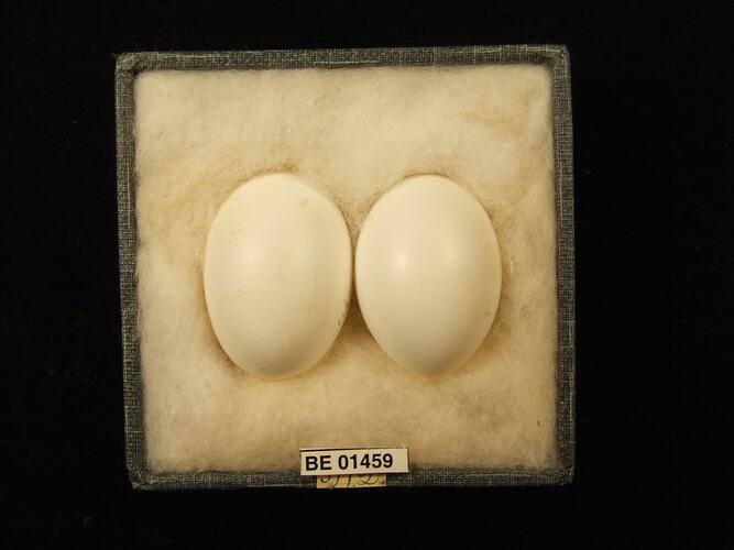 Two bird eggs with specimen labels in box.