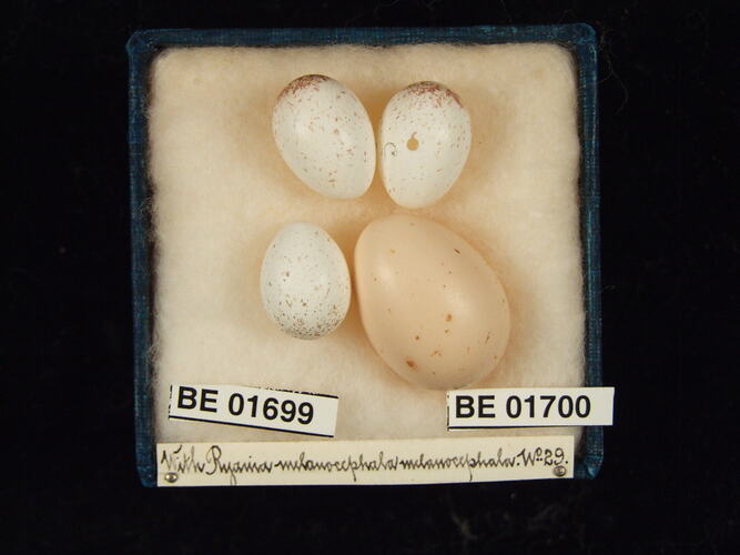 Four bird eggs in box with specimen labels.