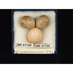 <em>Eopsaltria australis australis</em>