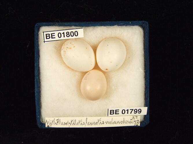 Three bird eggs with specimen labels in box.