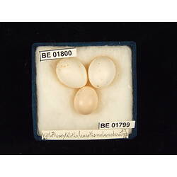<em>Lichenostomus leucotis leucotis</em>