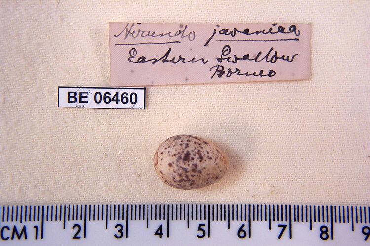 Bird egg and specimen labels beside ruler.