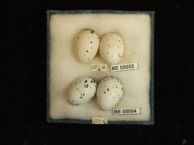 Four bird eggs in box with labels.