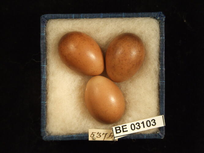Three bird eggs in box with labels.