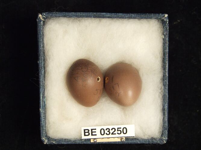 Two bird eggs in box with labels.