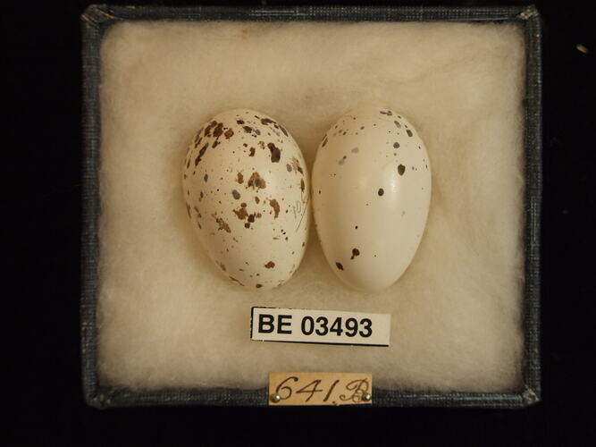 Two bird eggs in box with specimen labels.