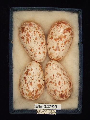Four bird eggs in box with specimen labels.