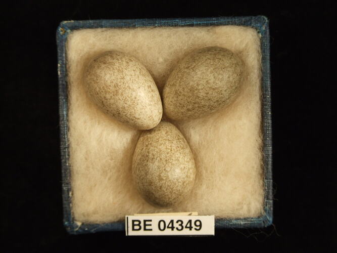 Three bird eggs in box with specimen labels.
