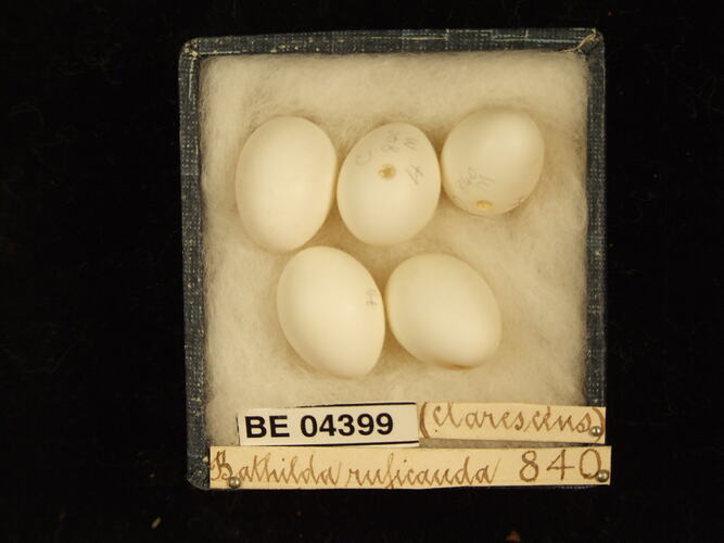 Five bird eggs in box with specimen labels.