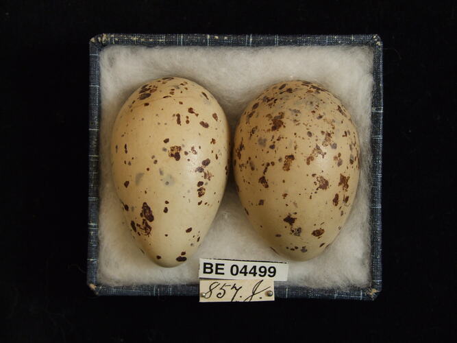 Two bird eggs with specimen labels in box.