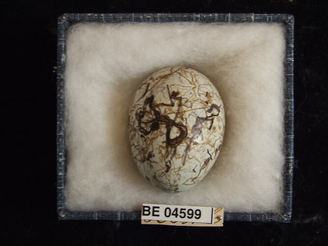 Bird egg with specimen labels in box.