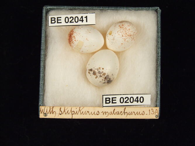 Three bird eggs with specimen labels in box.