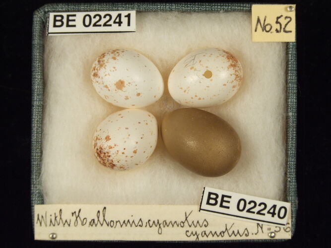 Four bird eggs with specimen labels in box.