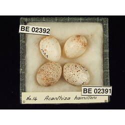 <em>Acanthiza apicalis albiventris</em>