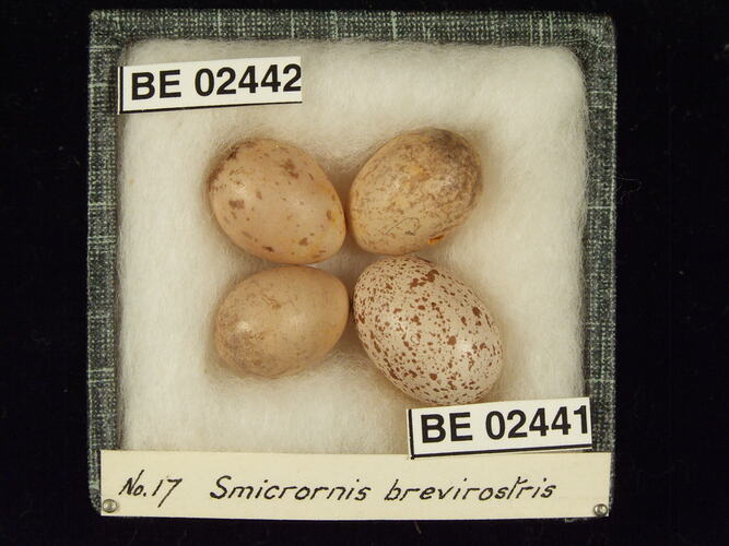 Four bird eggs with specimen labels in box.