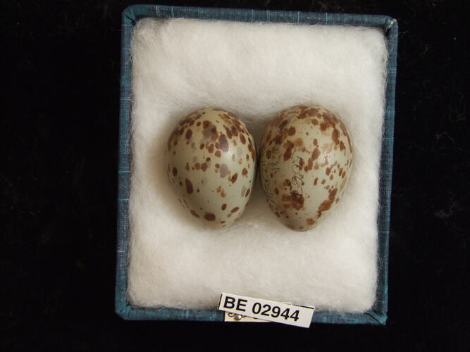 Two bird eggs with specimen label in box.
