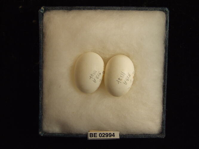 Two bird eggs with specimen label in box.