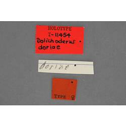 Entomology type specimen labels.