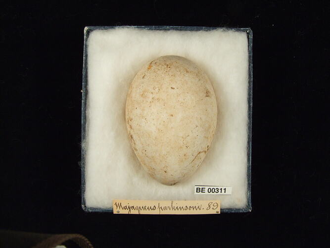 Bird egg in box with specimen labels.