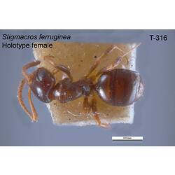 Ant specimen, female, dorsal view.