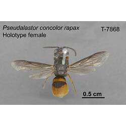 Wasp specimen, female, dorsal view.