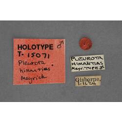Entomology type specimen labels.