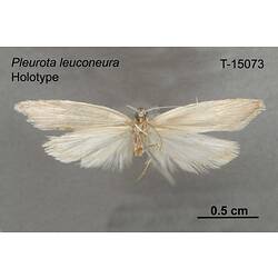 Moth specimen, ventral view.