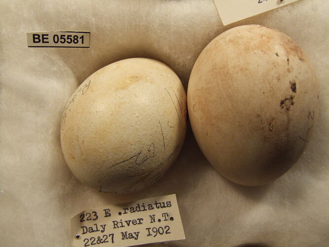 Two bird eggs with specimen labels.