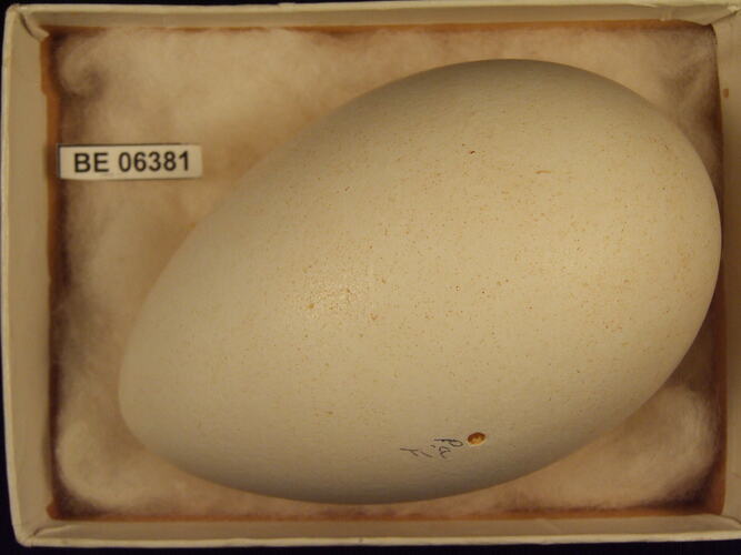 Bird egg with specimen label in box.