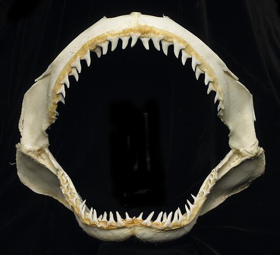 Open shark jaws, front view.
