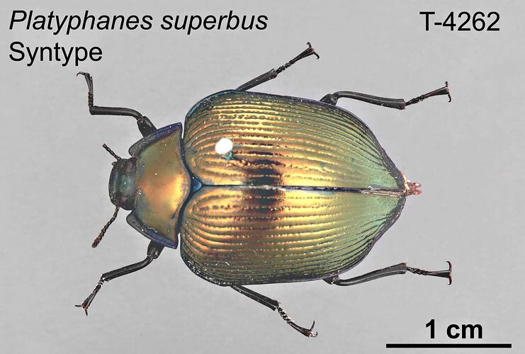 Beetle specimen, dorsal view.