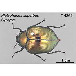 Beetle specimen, dorsal view.