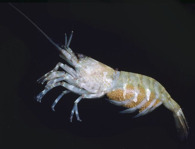 Left lateral view of shrimp specimen.