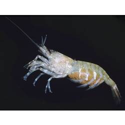 Left lateral view of shrimp specimen.