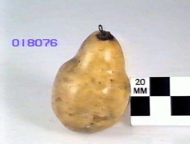 Pear Model - Williams Bon Chretien, South Brighton, Victoria, 1875