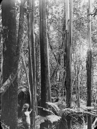 Lantern Slide - Mast Gully, Upwey, Victoria, Date Unknown [BA 1606]